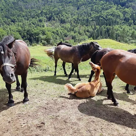 Juliana Apartament *